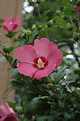 Woodbridge Rose of Sharon (Hibiscus syriacus 'Woodbridge') at Lakeshore Garden Centres