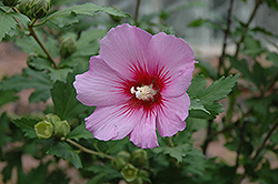 Pink Flirt Rose of Sharon (Hibiscus syriacus 'Pink Flirt') at Lakeshore Garden Centres