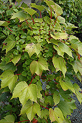 Green Showers Boston Ivy (Parthenocissus tricuspidata 'Green Showers') at A Very Successful Garden Center