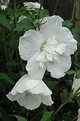 White Chiffon Rose of Sharon (Hibiscus syriacus 'Notwoodtwo') at Stonegate Gardens
