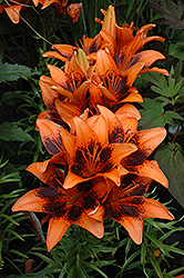 Orange Art Lily (Lilium 'Orange Art') at Stonegate Gardens