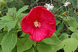 Disco Belle Rosy Red Hibiscus (Hibiscus moscheutos 'Disco Belle Rosy Red') at Lakeshore Garden Centres