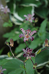 Empress Toad Lily (Tricyrtis 'Empress') at A Very Successful Garden Center