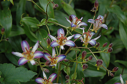 Taipei Silk Toad Lily (Tricyrtis 'Taipei Silk') at Lakeshore Garden Centres