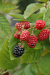 Black Satin Thornless Blackberry (Rubus fruticosus 'Black Satin') at Lakeshore Garden Centres