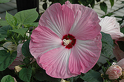 Carolina Pink Hibiscus (Hibiscus 'Carolina Pink') at A Very Successful Garden Center