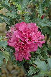 Collie Mullins Rose Of Sharon (Hibiscus syriacus 'Collie Mullins') at Lakeshore Garden Centres