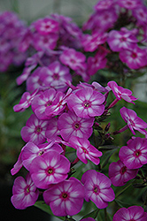 Pixie Miracle Garden Phlox (Phlox paniculata 'Pixie Miracle') at A Very Successful Garden Center