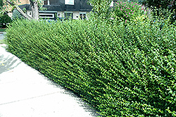 Amur Privet (Ligustrum amurense) at Lakeshore Garden Centres