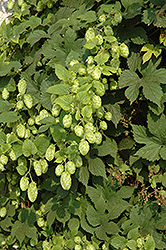 Nugget Ornamental Golden Hops (Humulus lupulus 'Nugget') at Schulte's Greenhouse & Nursery