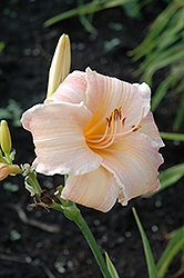 Luxury Lace Daylily (Hemerocallis 'Luxury Lace') at A Very Successful Garden Center
