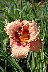 Family Jewels Daylily (Hemerocallis 'Family Jewels') at Lakeshore Garden Centres