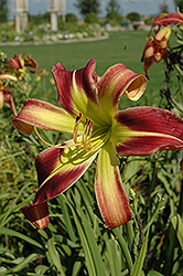 Mad Max Daylily (Hemerocallis 'Mad Max') at A Very Successful Garden Center
