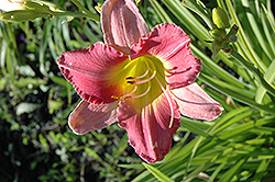 Final Touch Daylily (Hemerocallis 'Final Touch') at Lakeshore Garden Centres