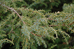 Common Juniper (Juniperus communis) at A Very Successful Garden Center