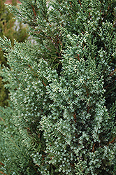 Mountbatten Juniper (Juniperus chinensis 'Mountbatten') at A Very Successful Garden Center