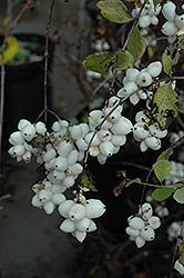 Snowberry (Symphoricarpos albus) at A Very Successful Garden Center