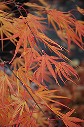 Scolopendrifolium Japanese Maple (Acer palmatum 'Scolopendrifolium') at Stonegate Gardens