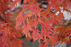 Lions Head Japanese Maple (Acer palmatum 'Shishigashira') at Stonegate Gardens