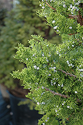 Hollywood Juniper (Juniperus chinensis 'Torulosa') at A Very Successful Garden Center