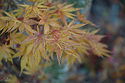Okushimo Japanese Maple (Acer palmatum 'Okushimo') at Lakeshore Garden Centres