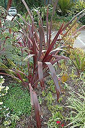 Amazing Red New Zealand Flax (Phormium 'Amazing Red') at Lakeshore Garden Centres