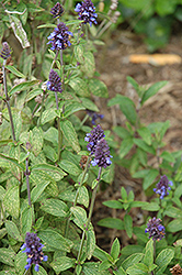 South American Sage (Salvia lavanduloides) at A Very Successful Garden Center