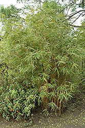 Alphonse Karr Bamboo (Bambusa multiplex 'Alphonse Karr') at Lakeshore Garden Centres
