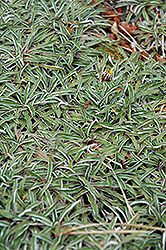Silver Carpet (Dymondia margaretae) at A Very Successful Garden Center
