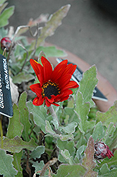 Red Torch African Daisy (Arctotis 'Red Torch') at Lakeshore Garden Centres