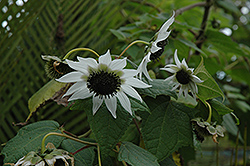 Rojas Flower (Rojasianthe superba) at A Very Successful Garden Center
