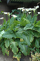 Hercules Calla Lily (Zantedeschia 'Hercules') at A Very Successful Garden Center