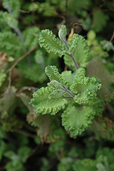 Variegated Curly Wood Sage (Teucrium scorodonia 'Crispum Marginatum') at Lakeshore Garden Centres