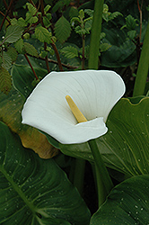 Hercules Calla Lily (Zantedeschia 'Hercules') at Lakeshore Garden Centres