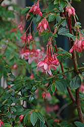 Fern Begonia (Begonia foliosa) at A Very Successful Garden Center