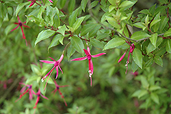 Glazioviana Fuchsia (Fuchsia glazioviana) at A Very Successful Garden Center