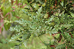 Celery Pine (Phyllocladus trichomanoides) at Stonegate Gardens
