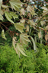 Usugumo Japanese Maple (Acer mono 'Usugumo') at Stonegate Gardens