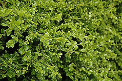 Curly Locks Boxwood (Buxus microphylla 'Curly Locks') at A Very Successful Garden Center
