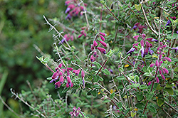 Semiatrata Salvia (Salvia semiatrata) at A Very Successful Garden Center