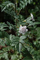 Himalayan Gloxinia (Incarvillea arguta) at A Very Successful Garden Center