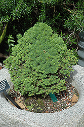 Conica Baby Spruce (Picea glauca 'Conica Baby') at A Very Successful Garden Center