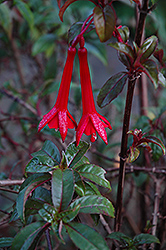 Redbush Fanling Fuchsia (Fuchsia 'Redbush Fanling') at A Very Successful Garden Center