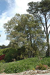 Ribbon Gum (Eucalyptus viminalis) at A Very Successful Garden Center