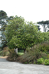 New Zealand Laurel (Corynocarpus laevigata) at Stonegate Gardens