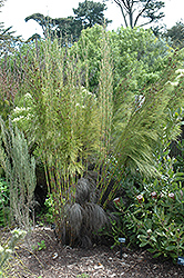 Bell Reed (Cannomois virgata) at Stonegate Gardens