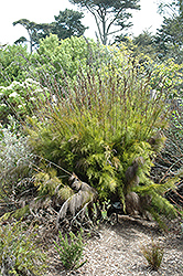 Dekriet (Rhodocoma gigantea) at Stonegate Gardens