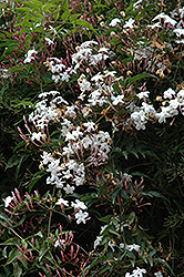 Climbing Jasmine (Jasminum polyanthum) at A Very Successful Garden Center