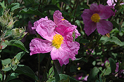 Warley Rose Rockrose (Cistus 'Warley Rose') at Stonegate Gardens