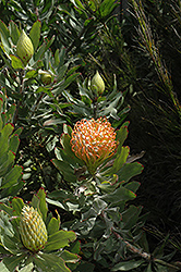 Catherine-Wheel Pincushion (Leucospermum catherinae) at A Very Successful Garden Center